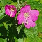 Epilobium hirsutum Floro