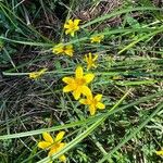 Bidens aristosa Blodyn