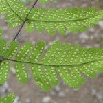 Gymnocarpium dryopteris Levél