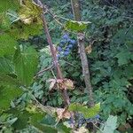 Vitis vulpina Плід