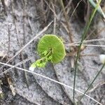 Claytonia perfoliata List