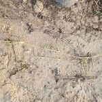 Aeluropus littoralis Écorce