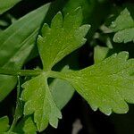 Ranunculus parviflorus Leaf