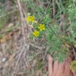 Potentilla argenteaЦветок