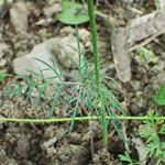 Conopodium majus Leaf