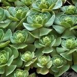 Aeonium aureum Φύλλο