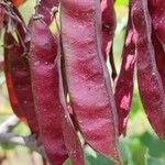 Cercis griffithii Fruit