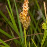 Carex pallescens Flor