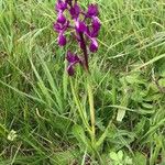 Anacamptis laxiflora 花