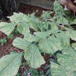 Caryota obtusa Folha