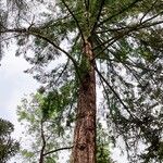 Pseudotsuga macrocarpa Yeri