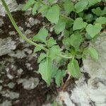 Valeriana tripteris Hoja