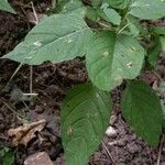 Circaea lutetiana Leaf