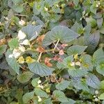 Begonia hirtella Bloem