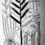 Dendrobium cleistogamum अन्य