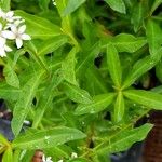 Lysimachia clethroides Folha