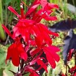 Lobelia cardinalis Kwiat