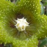 Orbea dummeri Flower