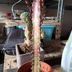 Euphorbia trigona Hoja