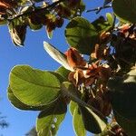 Combretum apiculatum Fruit