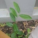 Annona muricata Leaf