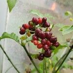Psychotria carthagenensis Fruto