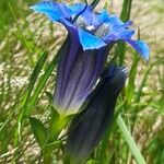 Gentiana acaulis Flor