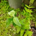Pycnanthemum flexuosum Flor