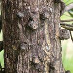Erythrina abyssinica Bark