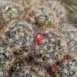 Mammillaria prolifera Froito