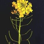 Sisymbrium loeselii 花