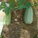 Cucurbita pepo Frukto