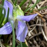 Viola pyrenaica Cvet