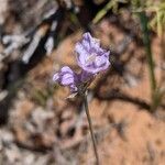 Dipterostemon capitatus Flower