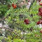 Erica arborea Foglia