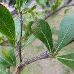 Terminalia mantaly Blad