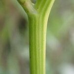 Ranunculus sceleratus Bark