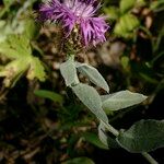 Centaurea jordaniana その他の提案