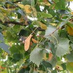 Tilia mongolica Fruit