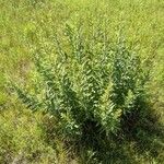 Solidago speciosa Leaf