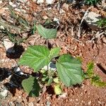 Sida cordifolia Leaf