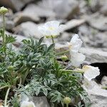 Ranunculus seguieri Hábito