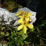 Hypericum richeri Flower