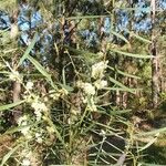 Acacia suaveolens Kvet