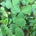 Potentilla sterilis Feuille