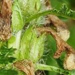 Pedicularis foliosa Plod