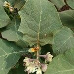 Solanum stramoniifolium Lehti