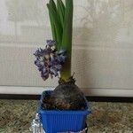 Hyacinthus orientalisFlower