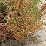 Epilobium brachycarpum Blatt