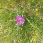 Centaurea jaceaLorea